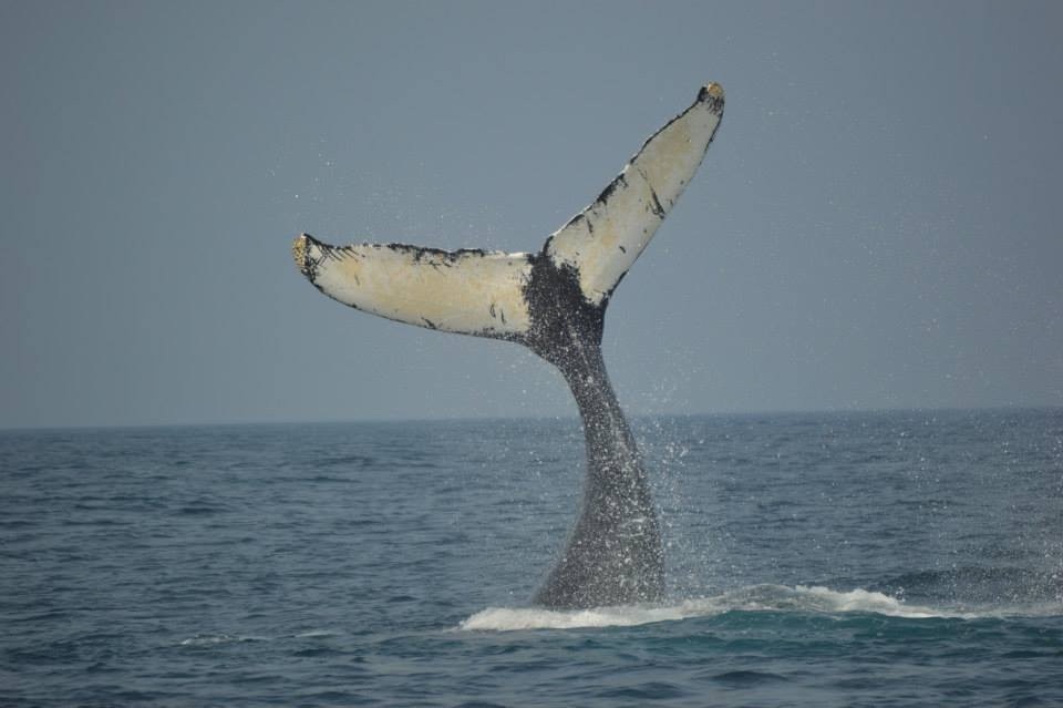 A humpback whale's fluke held high above the sea, the white underside angled towards the camera, water still streaming from its trailing edge.