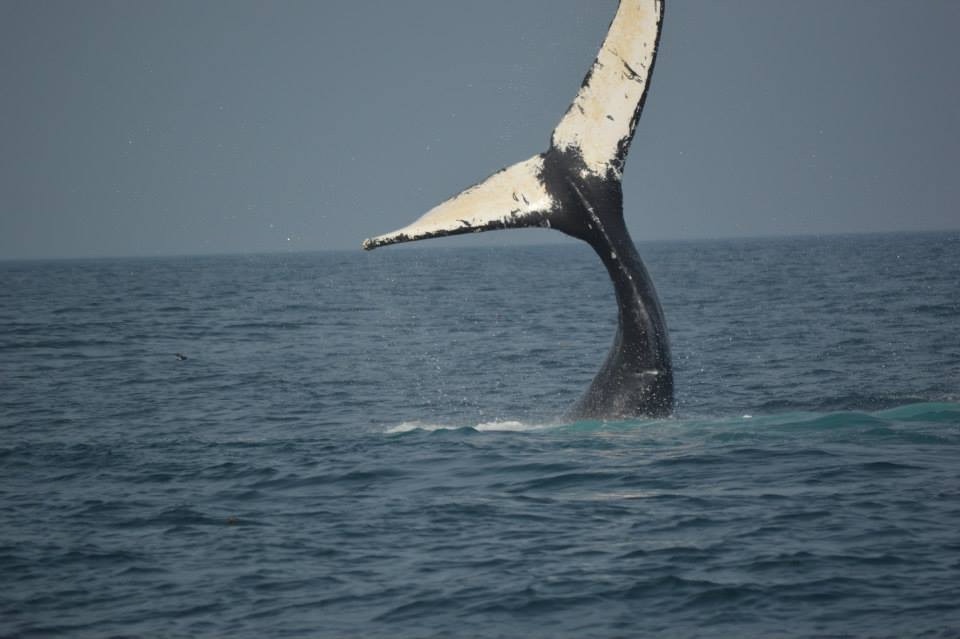 The fluke swung across and up, one lobe reaching beyond the top of the frame, the tail stock curved hard over the water.