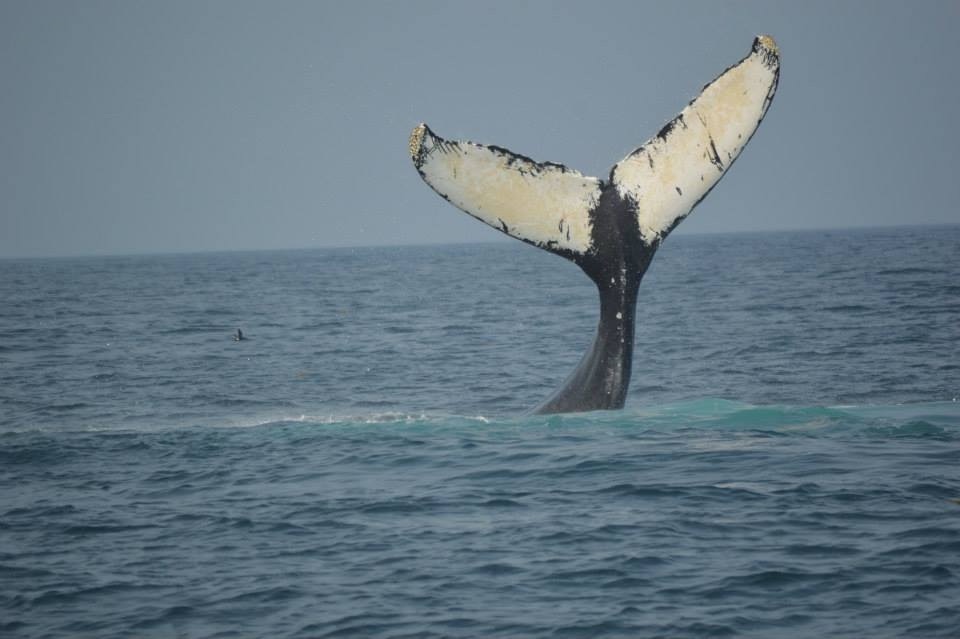 The fluke upright and fully spread, both lobes clear of the water, the tail stock rising vertically from a patch of turquoise water.