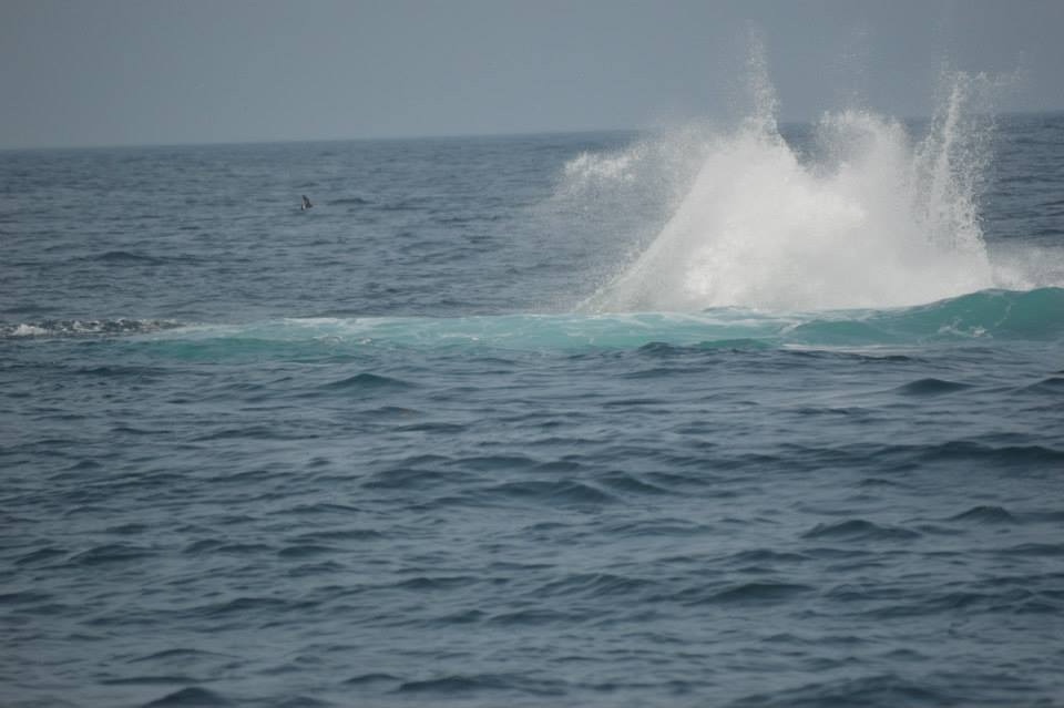 The fluke has gone; a wall of white spray stands where it struck the surface and a wave rolls outward across the swell.